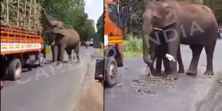 गन्ना खाने के लिए हाथी ने ट्रक को रोका
