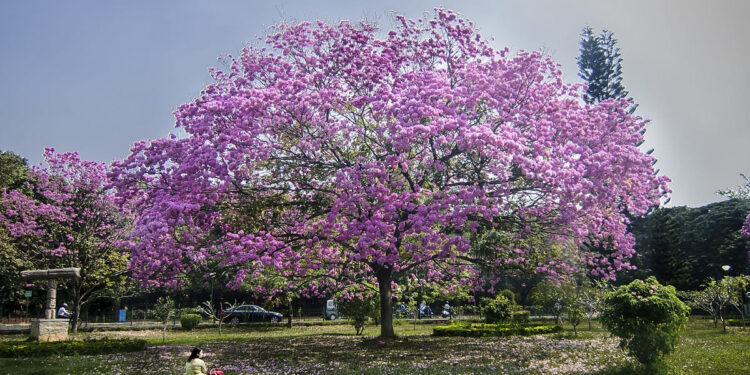 कब्बन पार्क बैंगनी पेड़