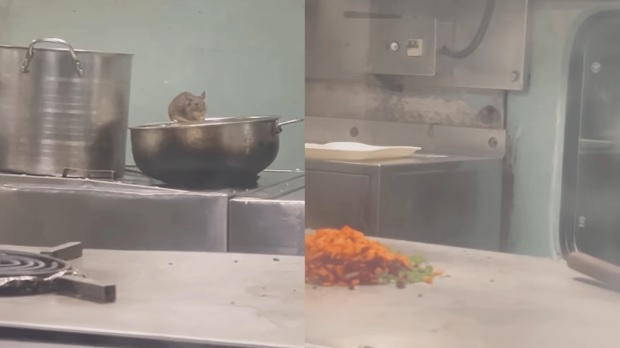 ट्रेन की पैंट्री कार में चूहों द्वारा खाना खाने का वीडियो वायरल होने के बाद आईआरसीटीसी ने प्रतिक्रिया दी है