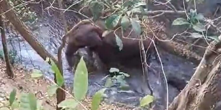पोलाची वनवासियों ने हाथी के बच्चे को बचाया, माँ ने धन्यवाद देने के लिए अपनी सूंड उठाई - वीडियो वायरल