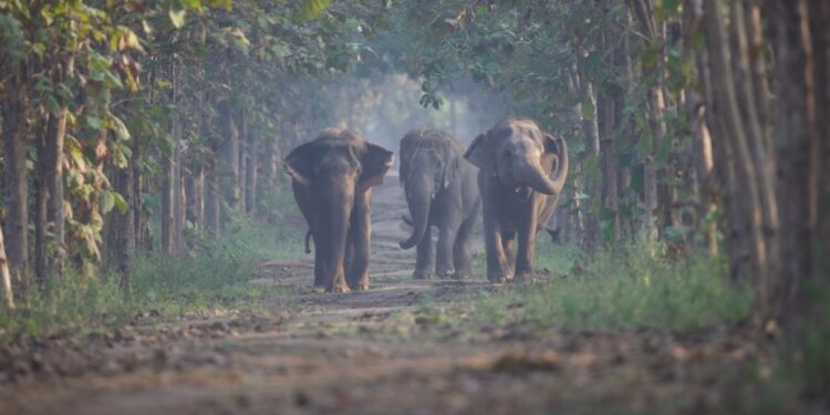 रिलायंस फाउंडेशन ने भारत, विदेश में खतरे में पड़े जानवरों के बचाव, देखभाल पर केंद्रित 'वंतारा' की घोषणा की