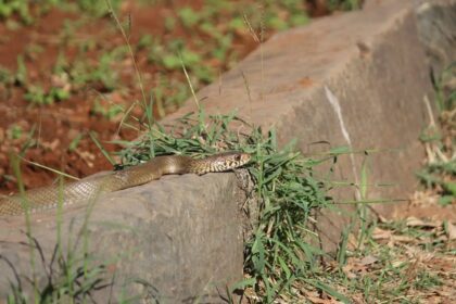 As the heat increased, poisonous cobras started coming out, more than 15 snakes seen in two days - India TV Hindi