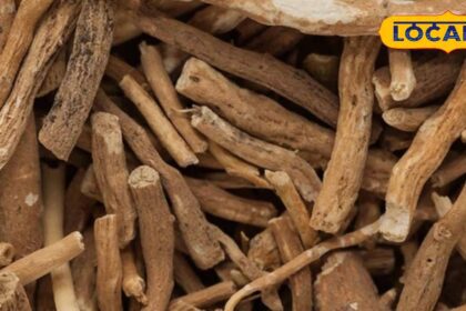 Ashwagandha is a mine of vitamins;  A panacea for stress and fatigue, a lifesaver for brain power.