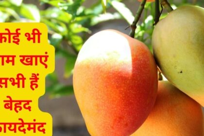 Be it Dussehri, Malda or Chausa, it is a storehouse of all nutrients, every variety of the king of fruits Mango is full of benefits, know the benefits of one more than the other.