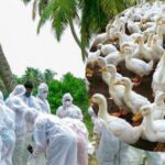 Bird flu creates havoc in Kerala, 21,000 ducks to be wiped out