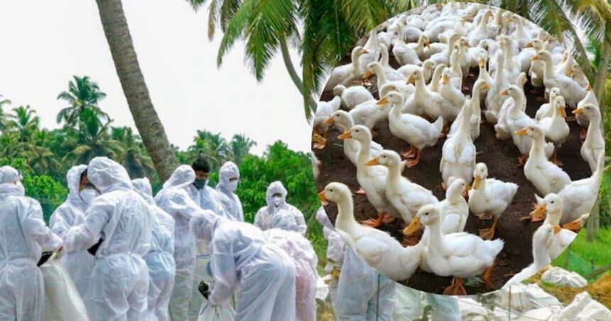 Bird flu creates havoc in Kerala, 21,000 ducks to be wiped out