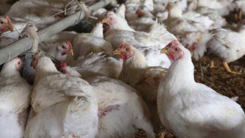 Bird flu knocked in Ranchi, 2196 birds died after investigation confirmed - India TV Hindi