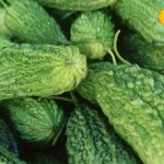 Bitter bitter gourd is full of medicinal properties and cures many diseases.  Know what experts say?