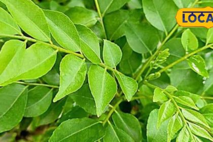 Eat only 4 leaves of this plant on an empty stomach in the morning, the disease from head to stomach will go away.