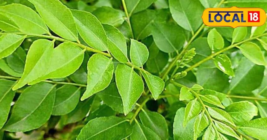 Eat only 4 leaves of this plant on an empty stomach in the morning, the disease from head to stomach will go away.