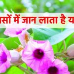 Evergreen Vidhara is a priceless treasure of nature, its leaves open up the nerves, it is no less than a tonic for men.