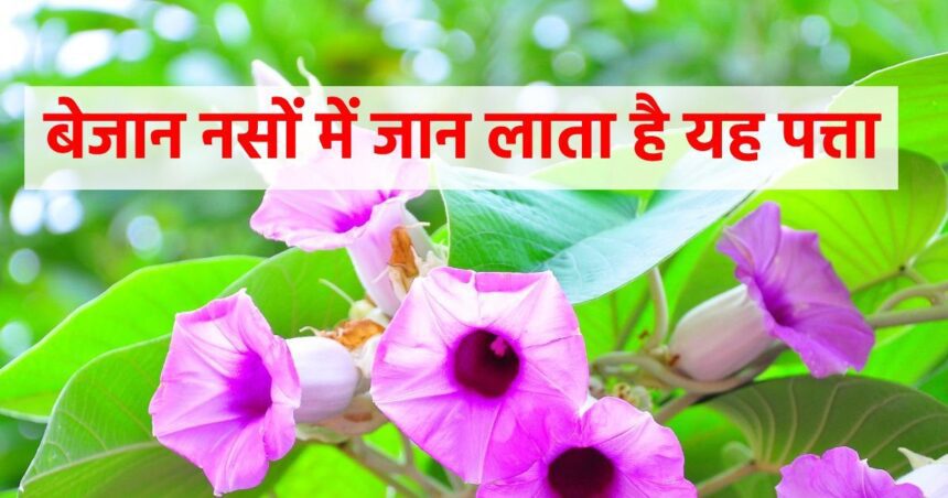 Evergreen Vidhara is a priceless treasure of nature, its leaves open up the nerves, it is no less than a tonic for men.
