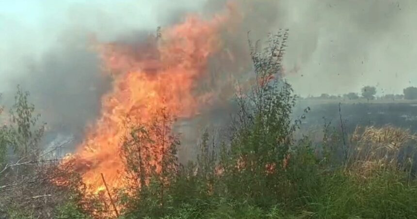 Haryana: Farmer was extinguishing fire in wheat fields, died due to burns