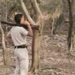 Home Guard soldier reached Ranthambore forest under the influence of alcohol, pointed rifle at Tiger!
