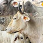How to protect livestock from diseases caused by heat and heat wave, know details