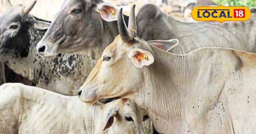 How to protect livestock from diseases caused by heat and heat wave, know details