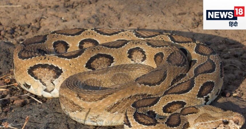 If this snake bites, blood starts flowing from any part of the body, the patient dies within 5 minutes.
