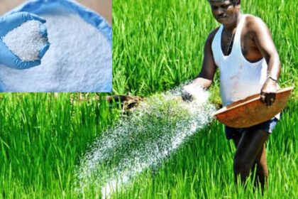 India will stop importing urea, Fertilizer Minister Mansukh Mandaviya gave this reason - India TV Hindi
