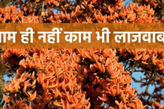 It is not for nothing that Palash flower is named, apart from poetry, this red plant is also miraculous for health, a panacea for rare diseases.