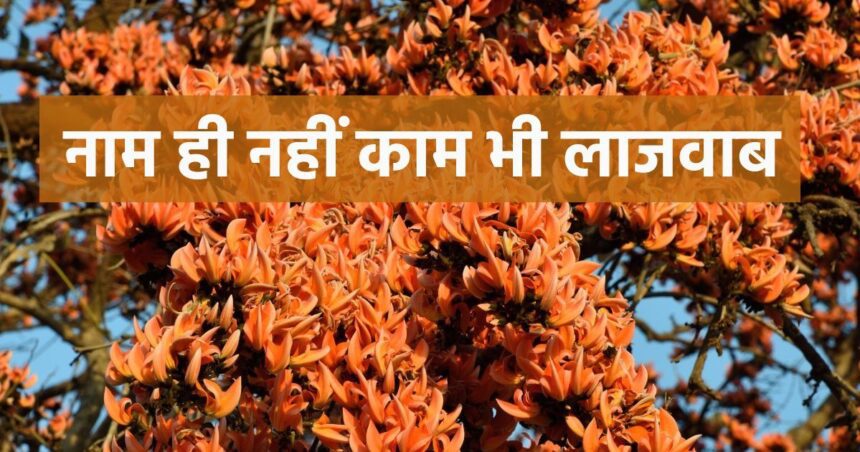 It is not for nothing that Palash flower is named, apart from poetry, this red plant is also miraculous for health, a panacea for rare diseases.