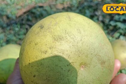 Lord Shankar's favorite fruit Bael is a panacea for stomach diseases, it will also cure these diseases.
