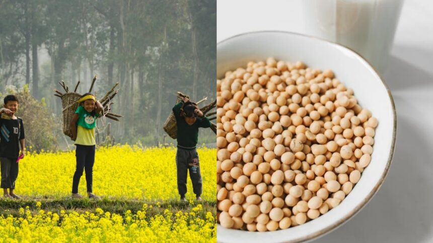Mustard and soybean farmers not ready to sell cheap - India TV Hindi
