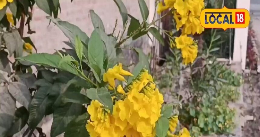 Plant this plant at home, it helps in treating snake bite and also eliminates joint pain immediately!