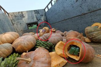 Such 'goods' were hidden in a pumpkin, when the police stopped the truck and saw it, they were shocked - India TV Hindi