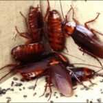 Swarm of cockroaches is increasing in the kitchen, do these measures at night, you will find them dead in the morning - India TV Hindi
