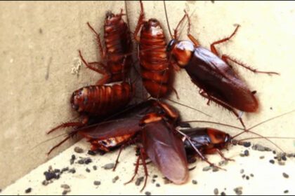 Swarm of cockroaches is increasing in the kitchen, do these measures at night, you will find them dead in the morning - India TV Hindi