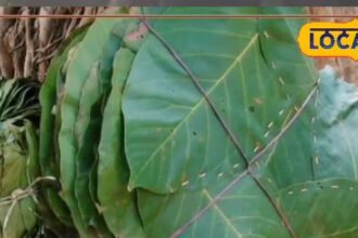 The leaves of this tree are effective for piles!  You will get miraculous benefits of eating food from its leaves.