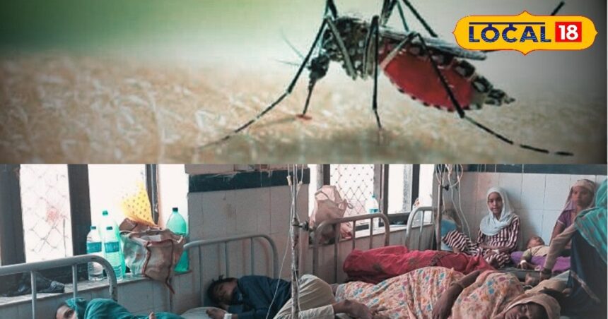 The risk of malaria is increasing, clean these things in the house otherwise the infection will spread.