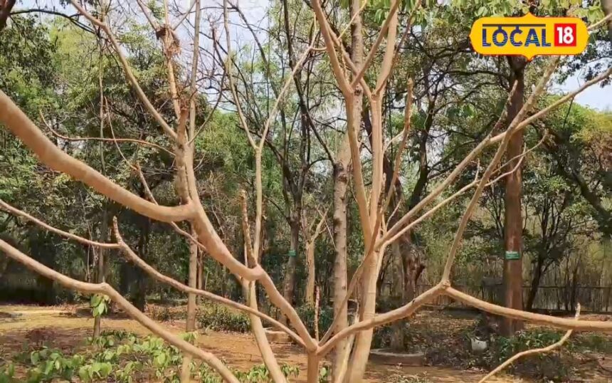 There is a haunted tree in Chhattisgarh!  Strengthens bones, panacea for back pain