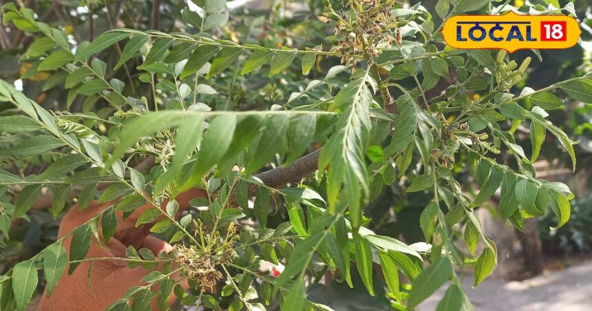 These leaves are a treasure of medicine, chewing them daily provides relief from diabetes, swelling in the body will go away, black and thick hair will grow and...