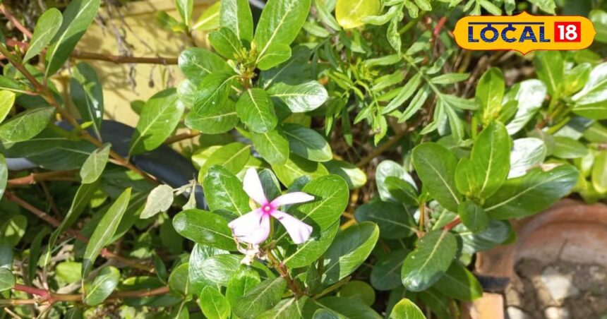 This flower is a boon for the skin, its leaves are also full of vitamins;  Do BP