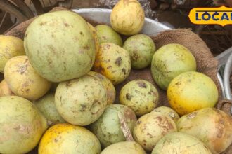 This fruit, dear to Lord Shiva, cures stomach diseases and also protects from heat stroke.