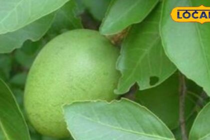 This fruit is a miraculous medicine for the body, it is a panacea for dozens of diseases, learn its use from the expert.