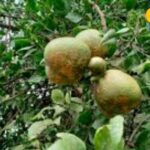This fruit is a treasure of health...it plays the band for many diseases, it is full of health benefits.