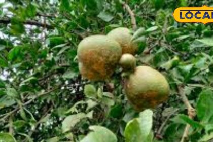 This fruit is a treasure of health...it plays the band for many diseases, it is full of health benefits.