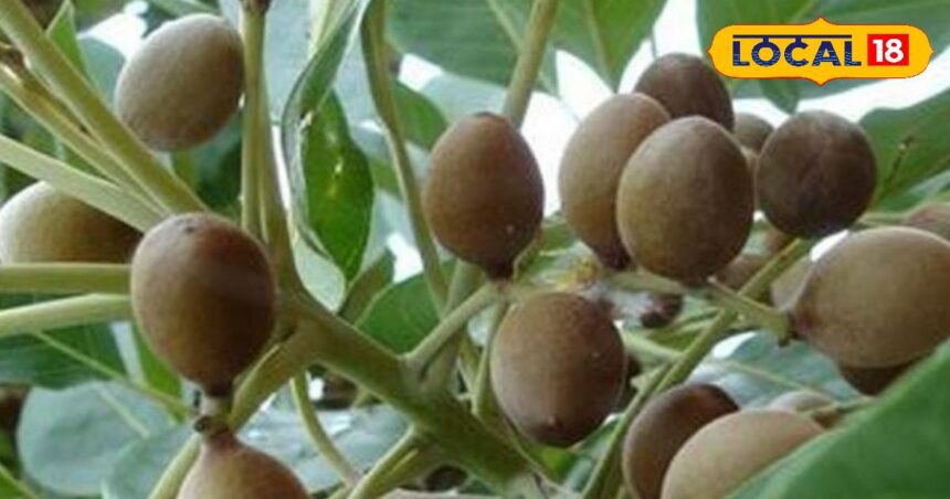 This fruit is no less than a lifesaver for health, relieves fatigue and stress, is also effective in cough and cold.