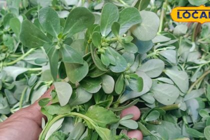 This greens found on the roadside in summer is the "father of all medicines"...it will also make cancer and diabetes disappear.