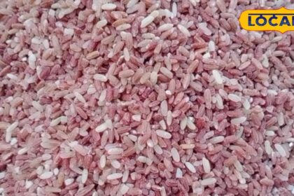 This mountain rice is no less than any medicine, a treasure of nutrients, makes the body healthy, know the benefits