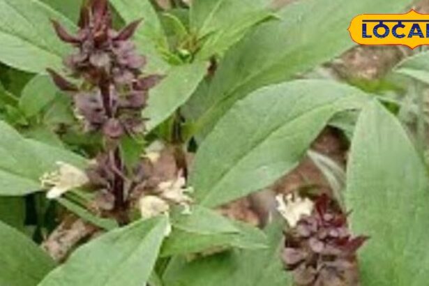 This plant is a known enemy of mosquitoes but a friend of children!  If planted in a pot, the house and courtyard will smell fragrant.