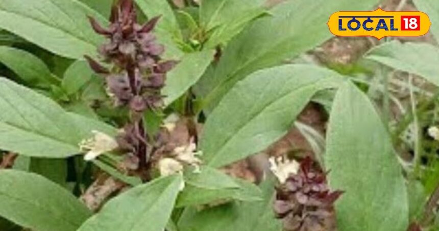 This plant is a known enemy of mosquitoes but a friend of children!  If planted in a pot, the house and courtyard will smell fragrant.