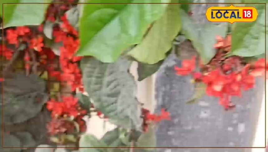 This plant is a miraculous medicine for the body, controls diabetes and cholesterol, its flowers have received an award.
