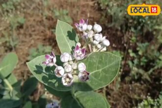 This small plant is the enemy of diseases, provides instant relief from pain, is a panacea for many diseases including piles.