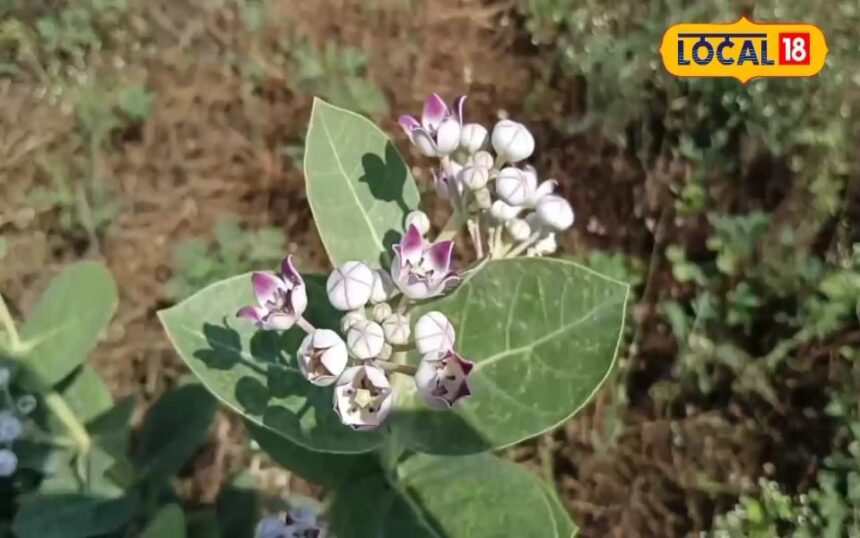 This small plant is the enemy of diseases, provides instant relief from pain, is a panacea for many diseases including piles.