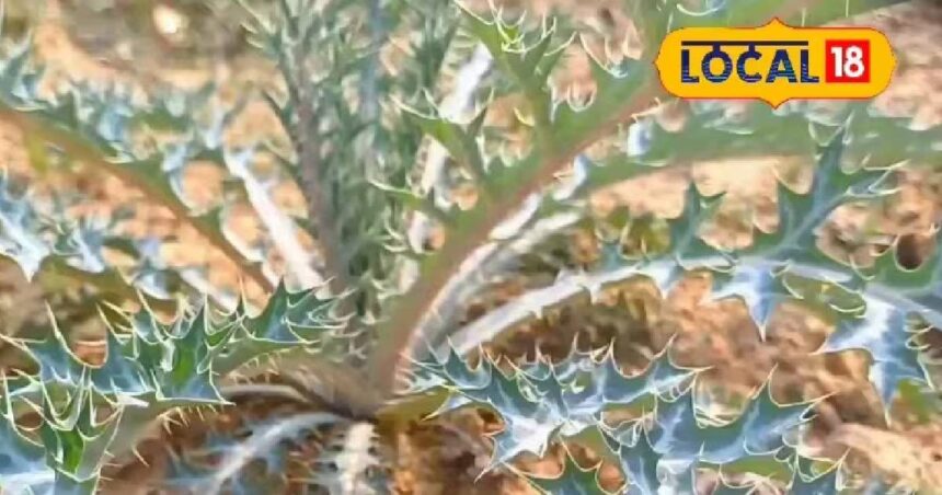 This thorny plant is the father of medicines... Asthma, jaundice and malaria will become extinct, know its benefits.