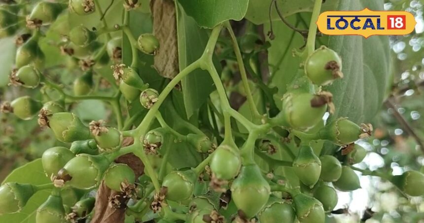 This tree is a boon for the body in summer!  Medicine from fruits to leaves, panacea for many diseases
