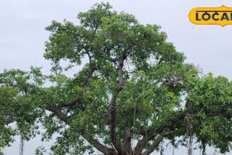This tree is worshiped, it is full of medicinal properties, panacea for diabetes.